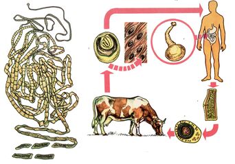Pour un helminthes très commun, le ténia bovin, une vache sert d'hôte intermédiaire et une personne est le dernier. 