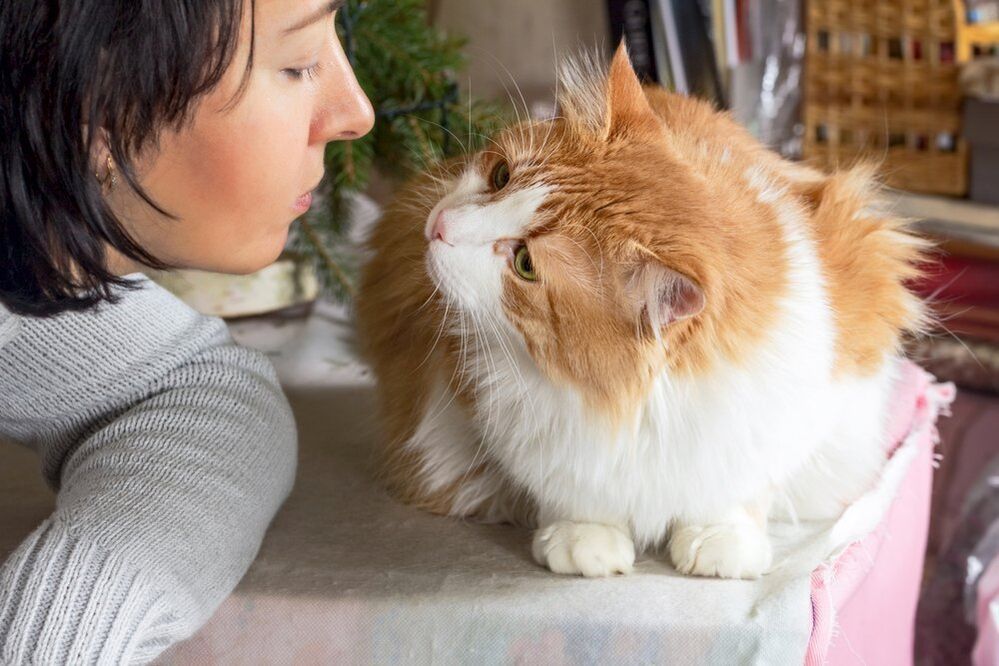 Animaux de compagnie