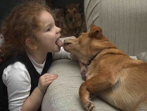 un enfant embrasse un chien et est infecté par des parasites