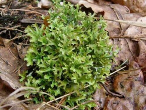 cetraria des parasites dans le corps