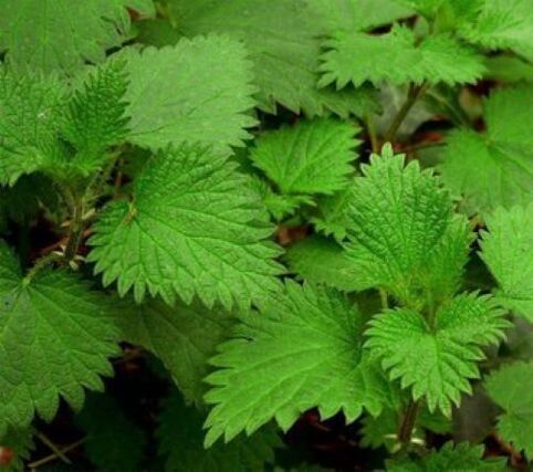 ortie contre les parasites dans le corps humain