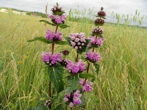 plante de minerai de fer contre les parasites dans le corps