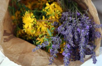 herbes pour les parasites dans le corps