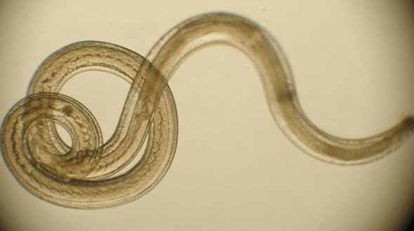 ver parasite du corps humain