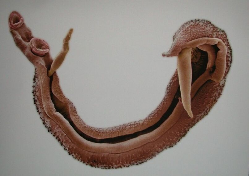 Les schistosomes sont un parasite dangereux dans le sang humain