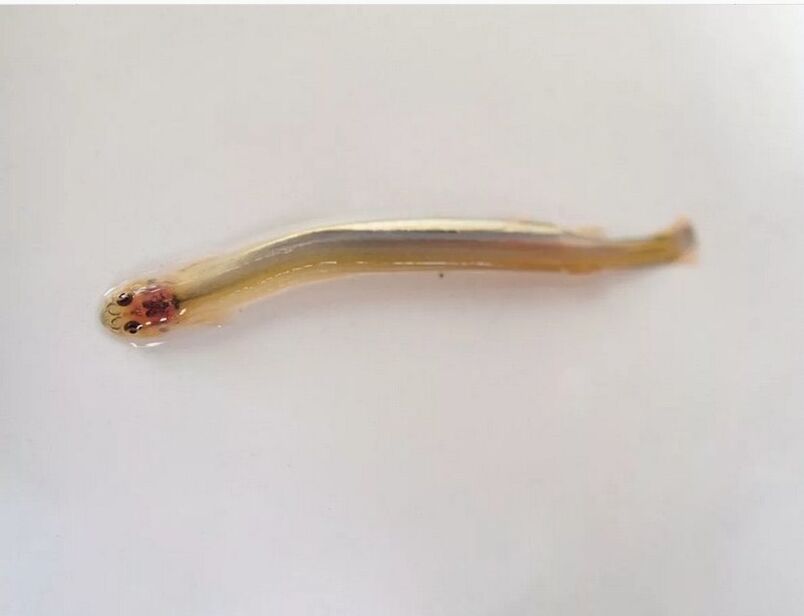 Wandellia à moustaches - un poisson parasite dangereux